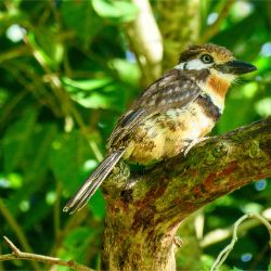 Russet-throated Puffbird